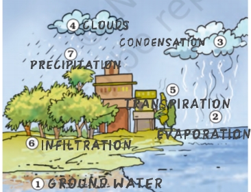 NCERT Solutions Class 7 Science Water: A Precious Resource Water Cycle