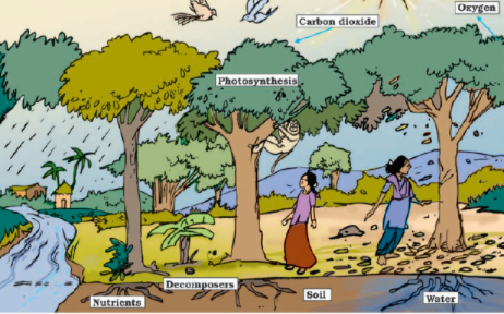 NCERT Solutions for Class 7 Science Forests Our Lifeline : Green lungs