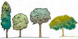 NCERT Solutions for Class 7 Science Forests Our Lifeline : Different crown shapes
