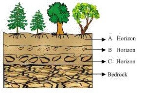 Cross section of soil- NCERT Solutions For Class 7 Science Chapter 9 Soil