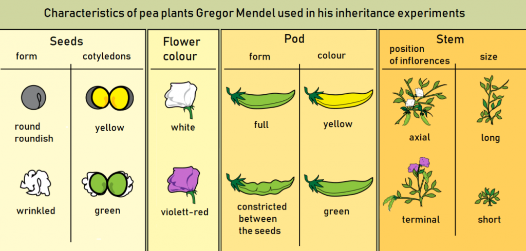 Heredity And Evolution Class 10 Notes Science Chapter 9 Study Equation