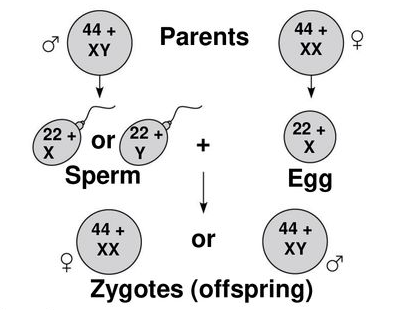 Sex Determination : Heredity and Evolution Class 10 Notes