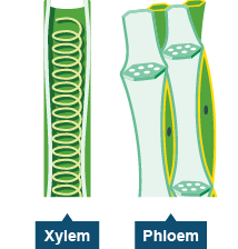 Life Processes Class 10 Notes Science Chapter 6 : Xylem and Phloem