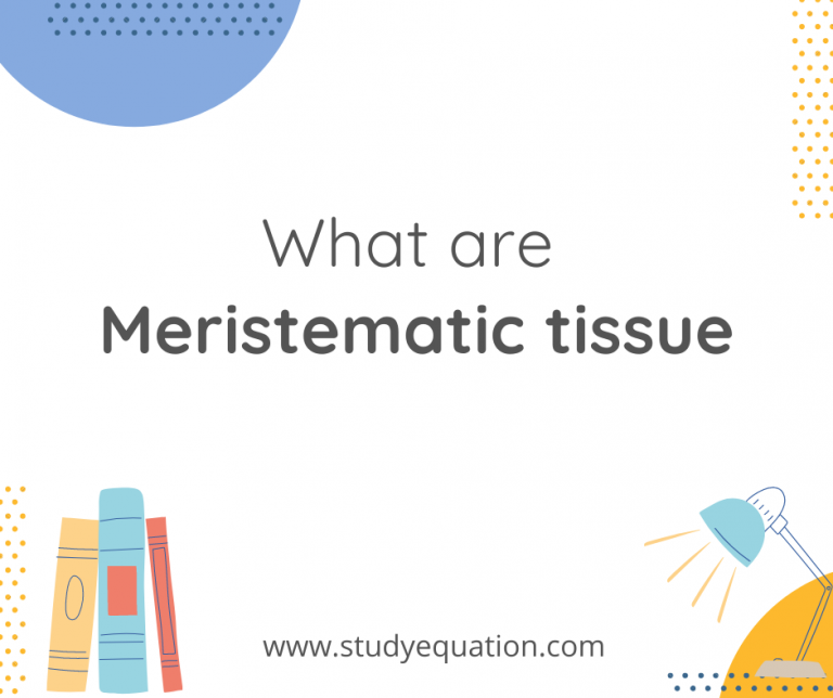 What are Meristematic tissue?