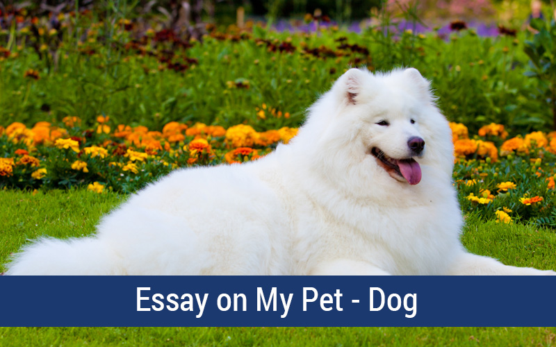 essay on my dog for class 3