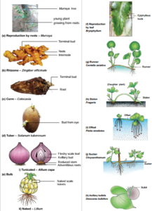 NCERT Class 7 Science Chapter 12 Reproduction in Plants Summary and ...