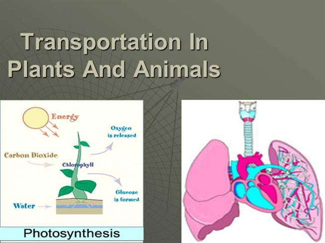 NCERT Class 7 Science Chapter 11 Transportation in Animals and Plants ...