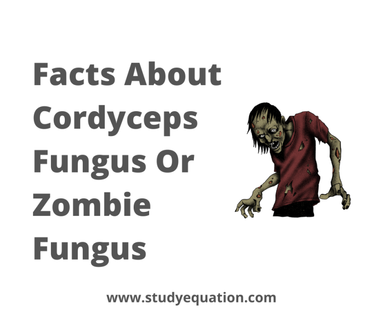 Here are interesting facts about the Cordyceps fungus: